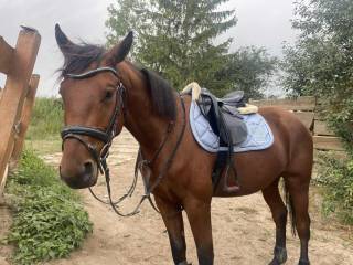 Sprzedam wspaniałego czteroletnigo wałacha