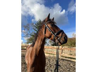 Sprzedam wspaniałego czteroletnigo wałacha