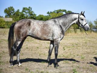 Cancara Z x Insallah de Muse