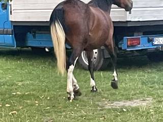 Urodziwa klaczka huculska, super charakter !