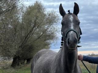 Na sprzedaż siwa klacz małopolska