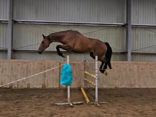 Koń z dużym potencjałem