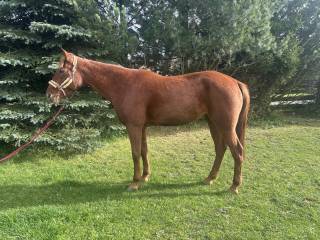 6-letnia klacz kłusak francuski