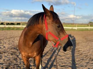 Super klacz na rajdy