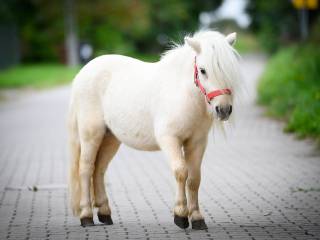 Sprzedam ogierka szetlandzkiego