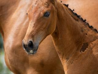 Ogierek po Blitz ALZ