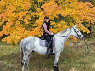 Pełna krew angielska, wałach