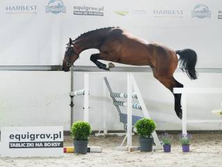 Młoda przyszłościowa klacz Armina Red wine