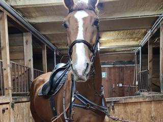 Walach do towarzystwa