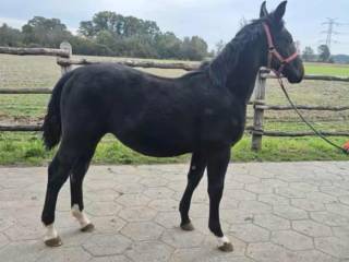 Klacz Śląska Jaga Kara