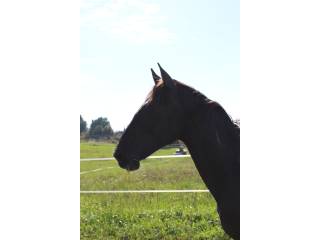 Na sprzedaż siwosrokaty wałach