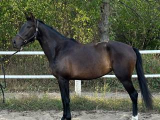 4 letnia klacz Zangersheide