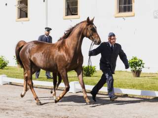 Urodziwa klacz do ambitnej rekreacji.