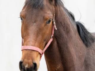 Przyszłościowy koń do sportu.