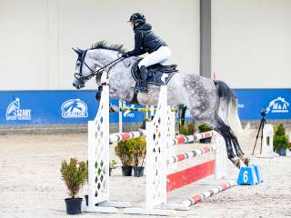 klacz do skoków, 7 lat, Quidam de Revel ll x Tjungske/Carthago