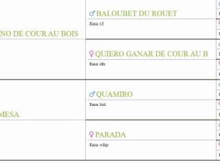 Na sprzedaż młoda klacz do hodowli i sportu