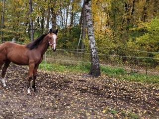 Ogierek, wnuk Walnut de muze