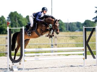 5-letni wałach po Cornet Obolensky