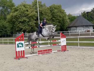 7letni wałach idealny na licencję!