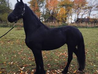 Klacz fryzyjska fryz