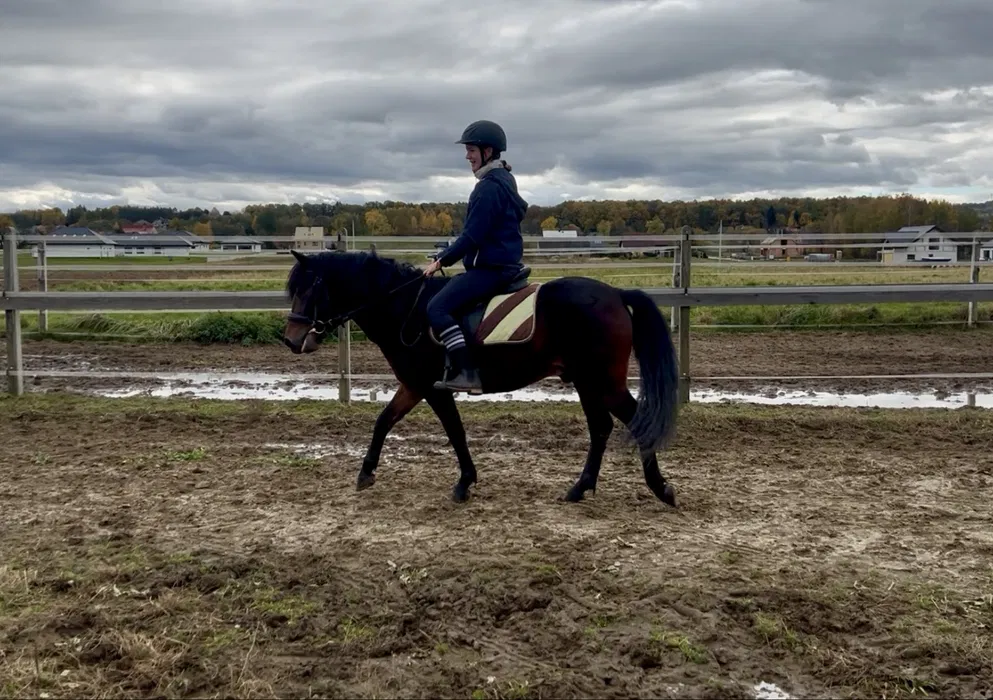 Wałach wałaszek huculski 3,5 roku ZAJEŻDŻONY