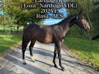 Ogier 2024 r. AES po Narthago VDL