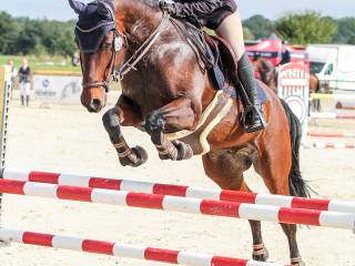 Wałach do dzierżawy