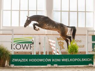 Tarantowata klacz do sportu