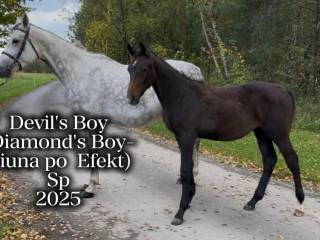 Źrebię po Diamond's Boy