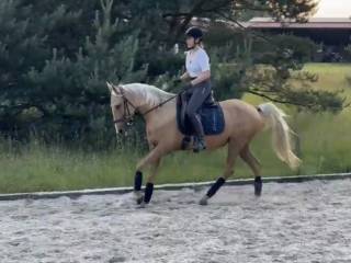 Dzierżawa klaczy Blondi lub pojedyncze jazdy