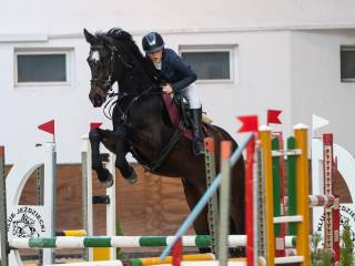 Sprzedam wałacha Dakar