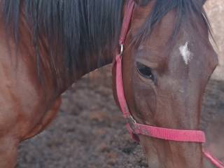 Sprzedam klacz rasy wielkopolskiej
