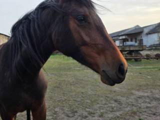 Klacz 2 letnia po Calidorze