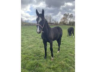 Klaczka w typie śląskim