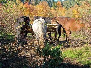 Przyjmę do stajni wolnowybiegowej/pensjonat