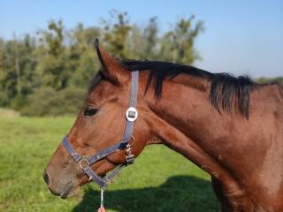 Prawdziwa dama do dzierżawy.