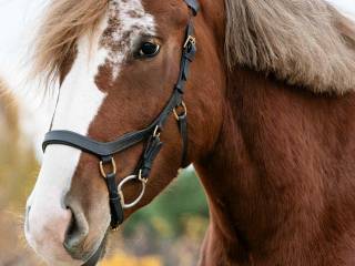 Klacz do rekreacji, małego sportu, terenów, koń rodzinny
