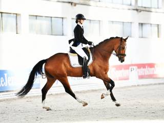 perspektywiczny wałach po Secret