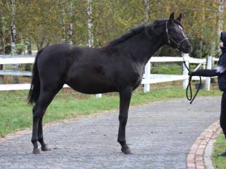 Kary  2letni  ogier wysoki mocny Ród męski Kuhailan Afas