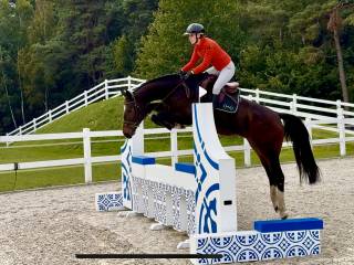 Pięknie malowana westfalska klacz 5 letnią prospekt hunter dla juniora