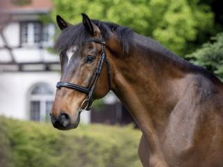 CONOR wałach węgierski koń sportowy