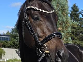 ✨ Glow and Shine  4 l. Glamourdale/ Don Gigolo