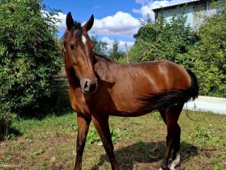 Gniadotarantowata 3 letnia klacz