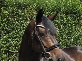 6 l.klacz hanowerska po Farrell