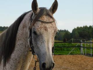 Wałach arabski Demorik