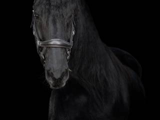 Wydzierżawię konia fryzyjskiego