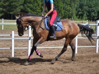 Klacz do rekreacji/hodowli- redukcja stada