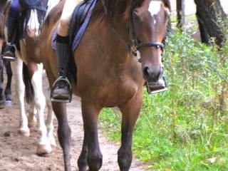 Klacz 17-letnia dla każdego- redukcja stada- aktualny film!