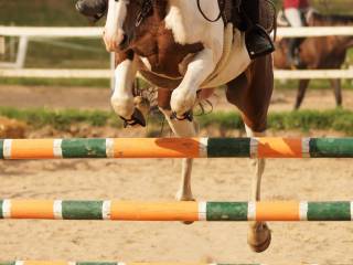 Klacz do małego sportu/hodowli- redukcja stada
