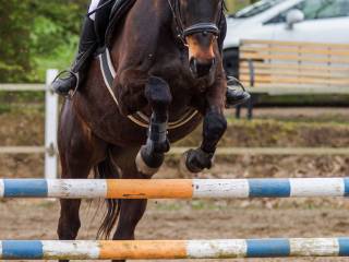 Wałach do rekreacji/małego sportu- redukcja stada
